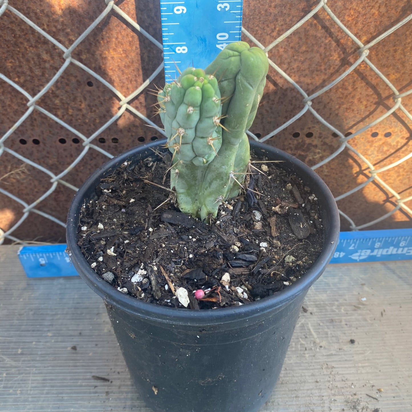 Bruce's Dragon Cactus SH8