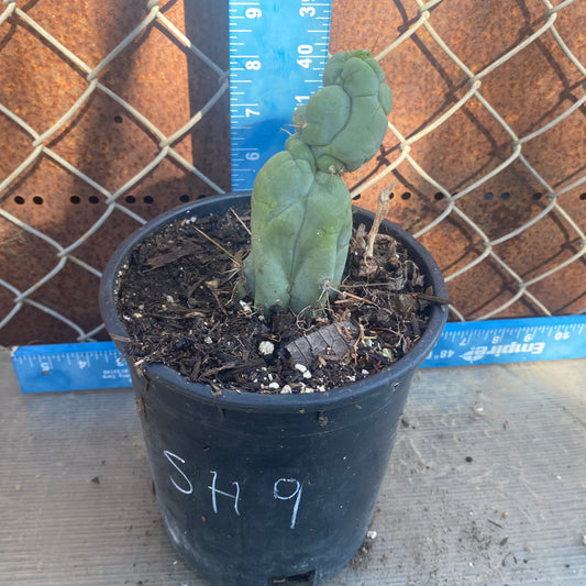 Bruce's Dragon Cactus SH9