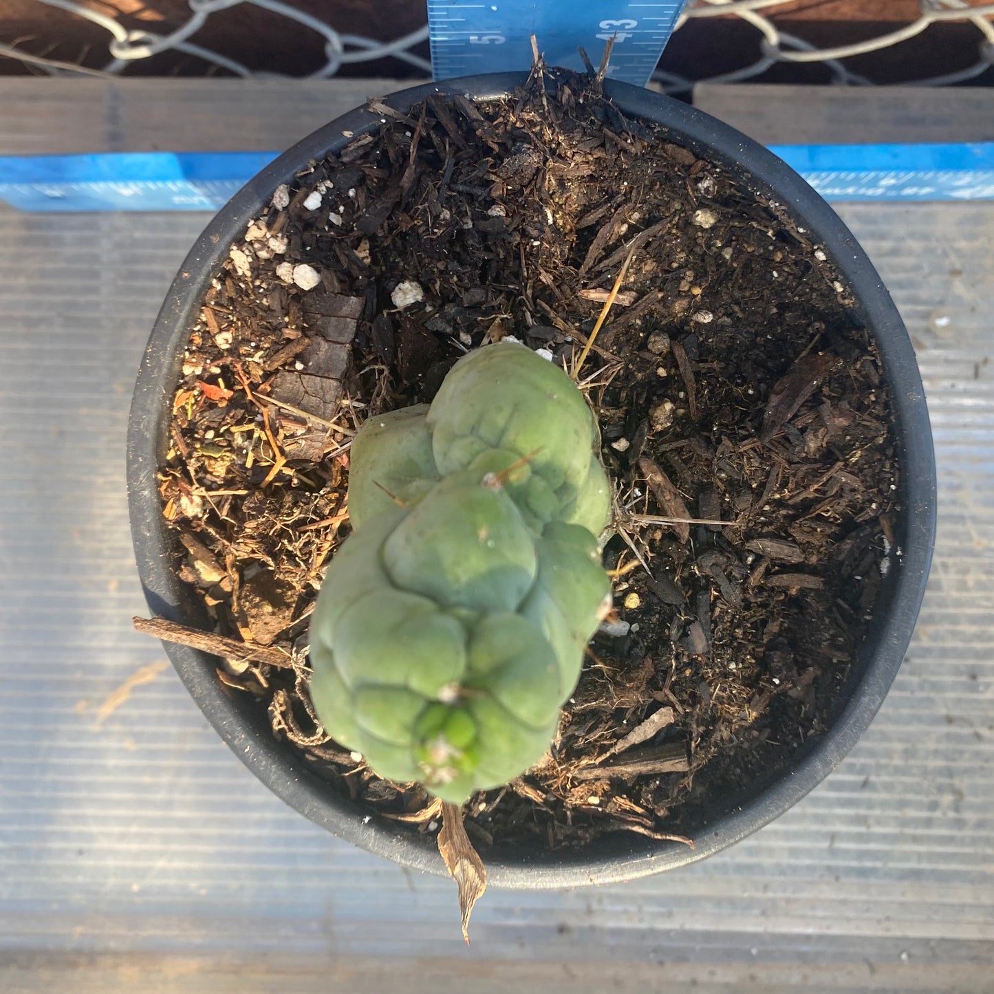 Bruce's Dragon Cactus SH9