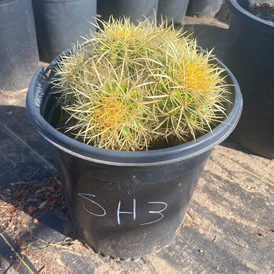 Golden Barrel Cactus Cluster SH3