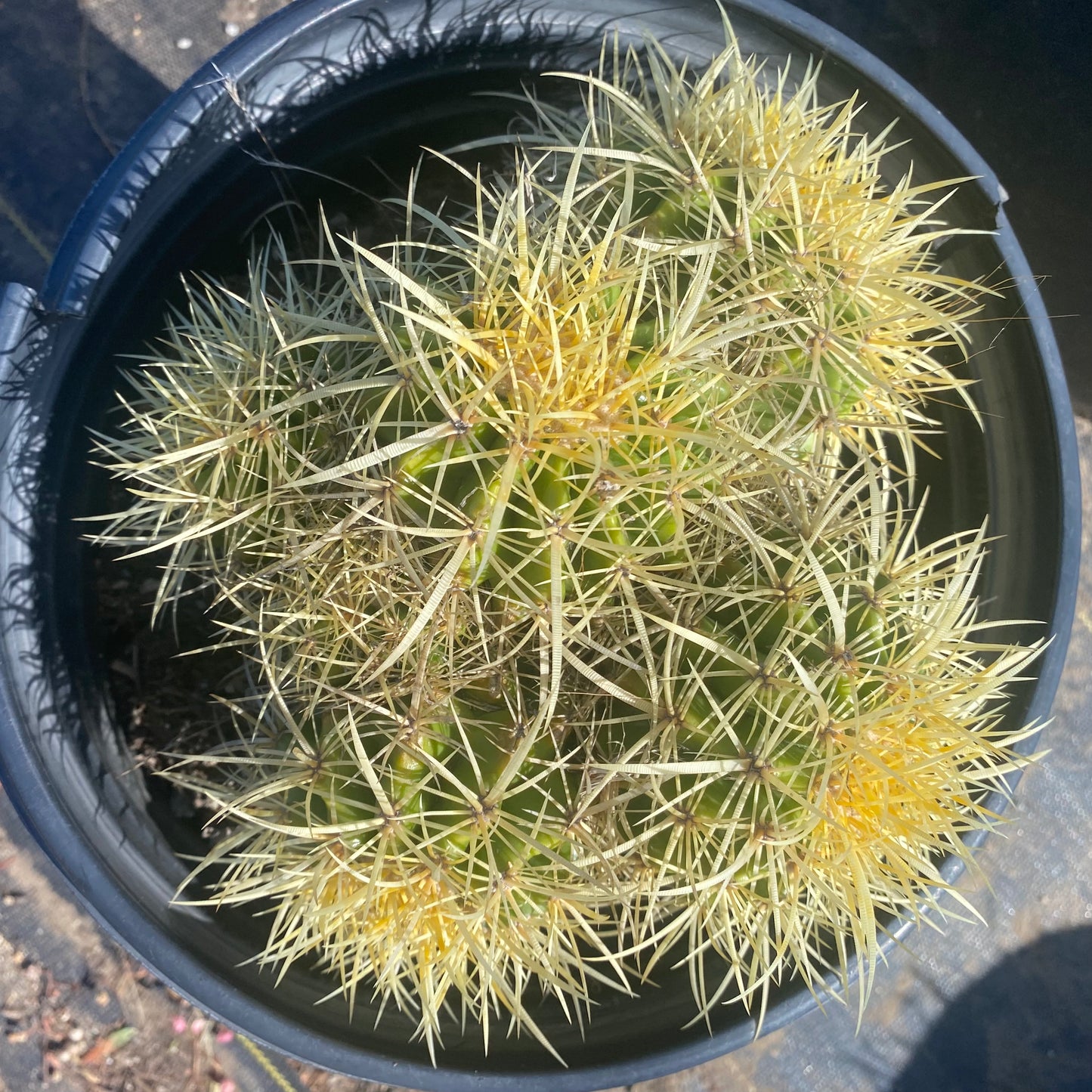 Golden Barrel Cactus Cluster SH3