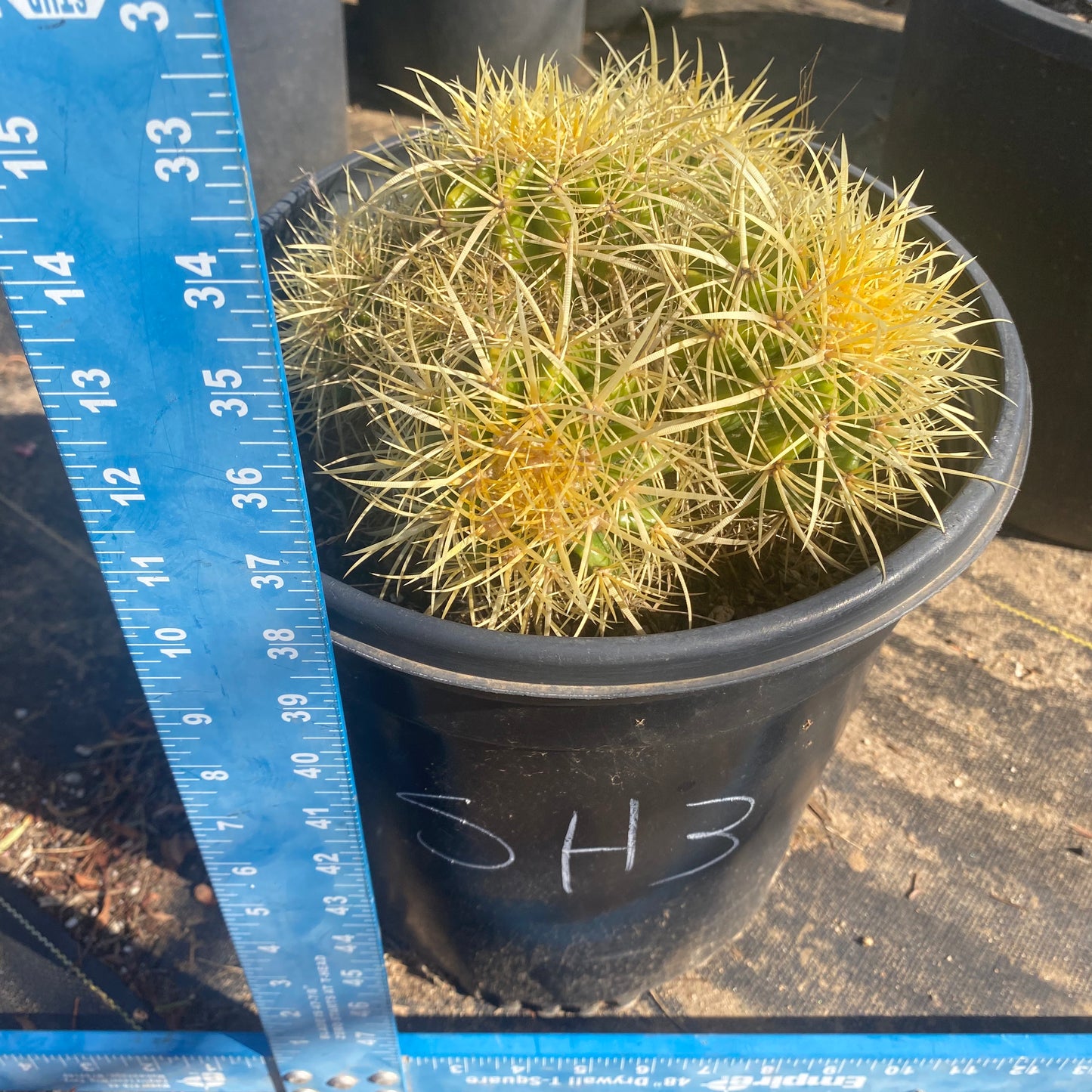 Golden Barrel Cactus Cluster SH3