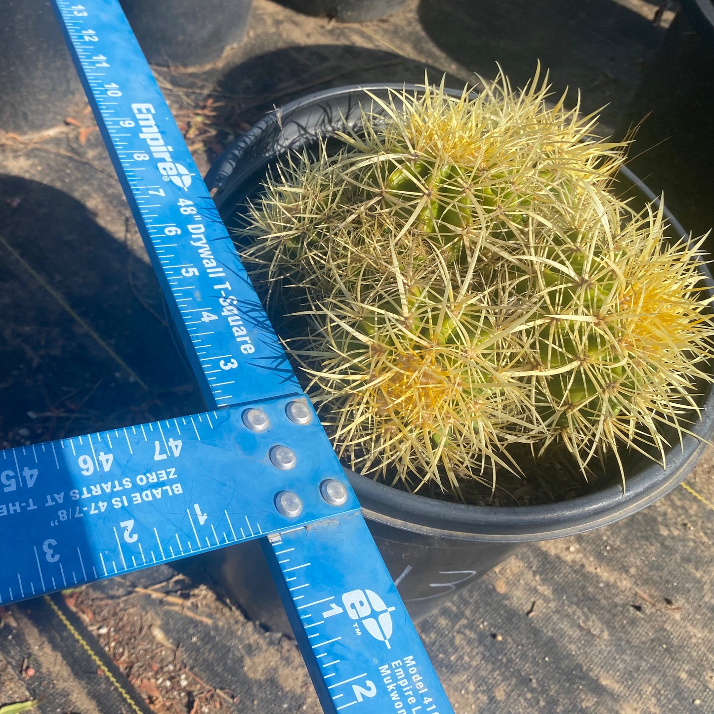 Golden Barrel Cactus Cluster SH3