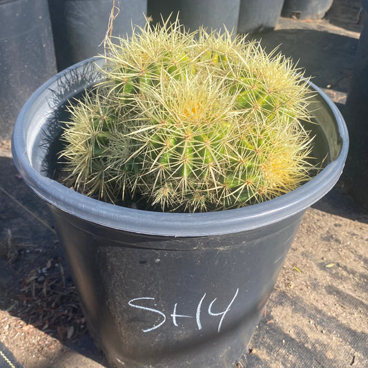 Golden Barrel Cactus Cluster SH4