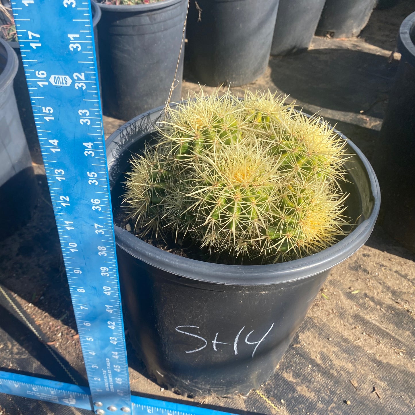 Golden Barrel Cactus Cluster SH4