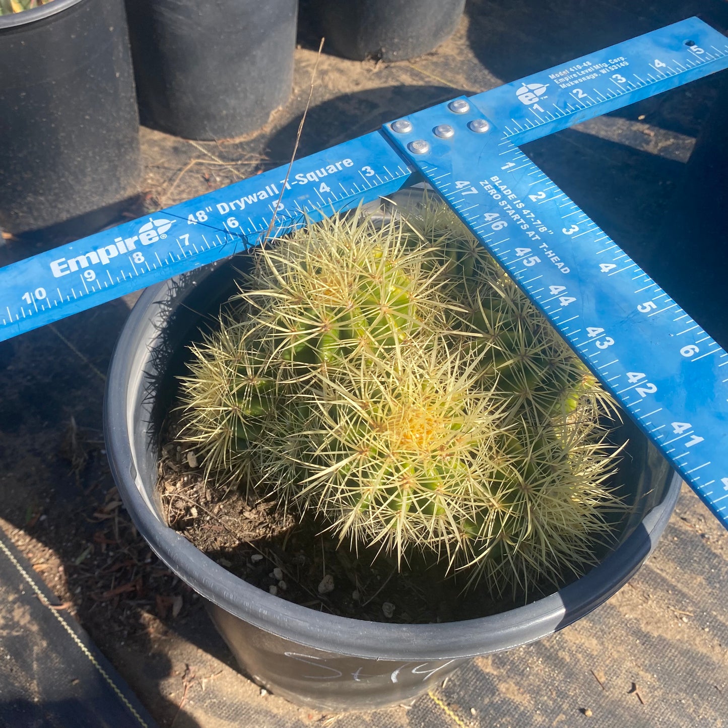 Golden Barrel Cactus Cluster SH4