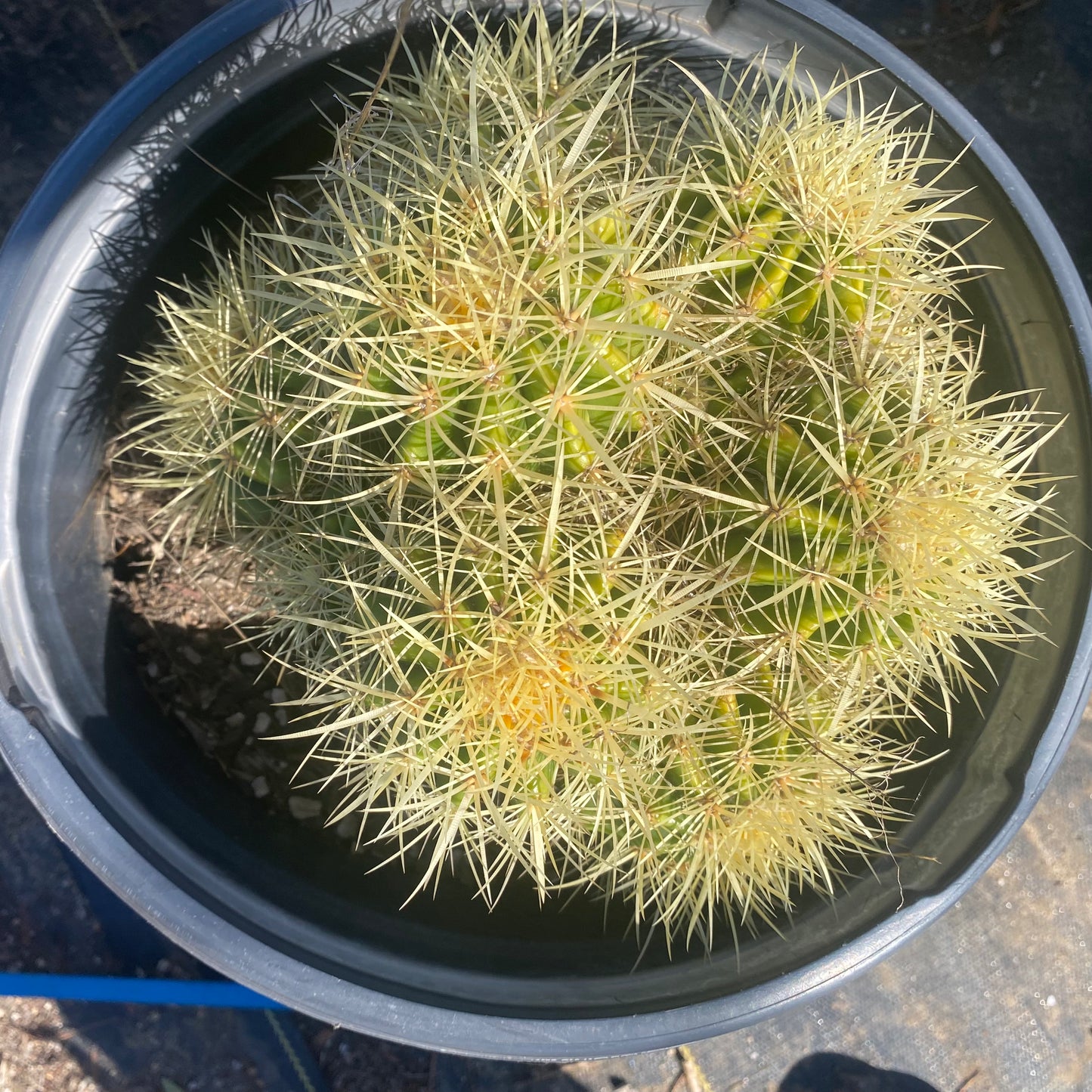 Golden Barrel Cactus Cluster SH4