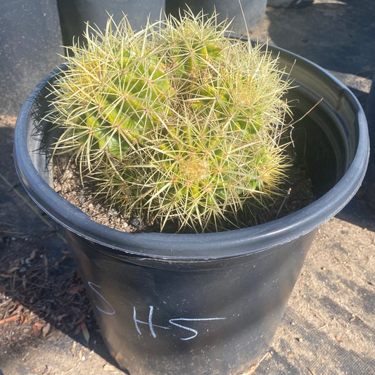 Golden Barrel Cactus Cluster SH5