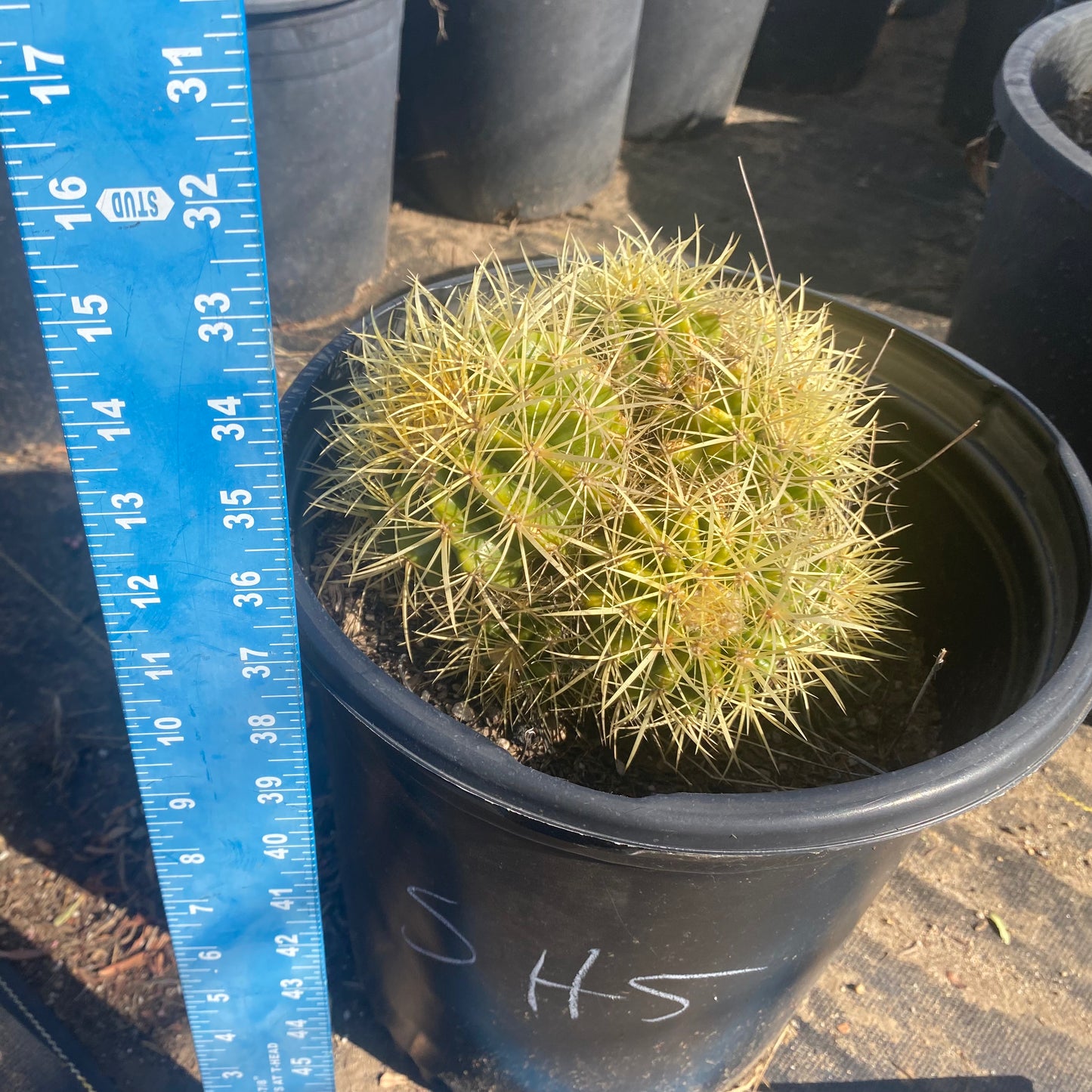 Golden Barrel Cactus Cluster SH5