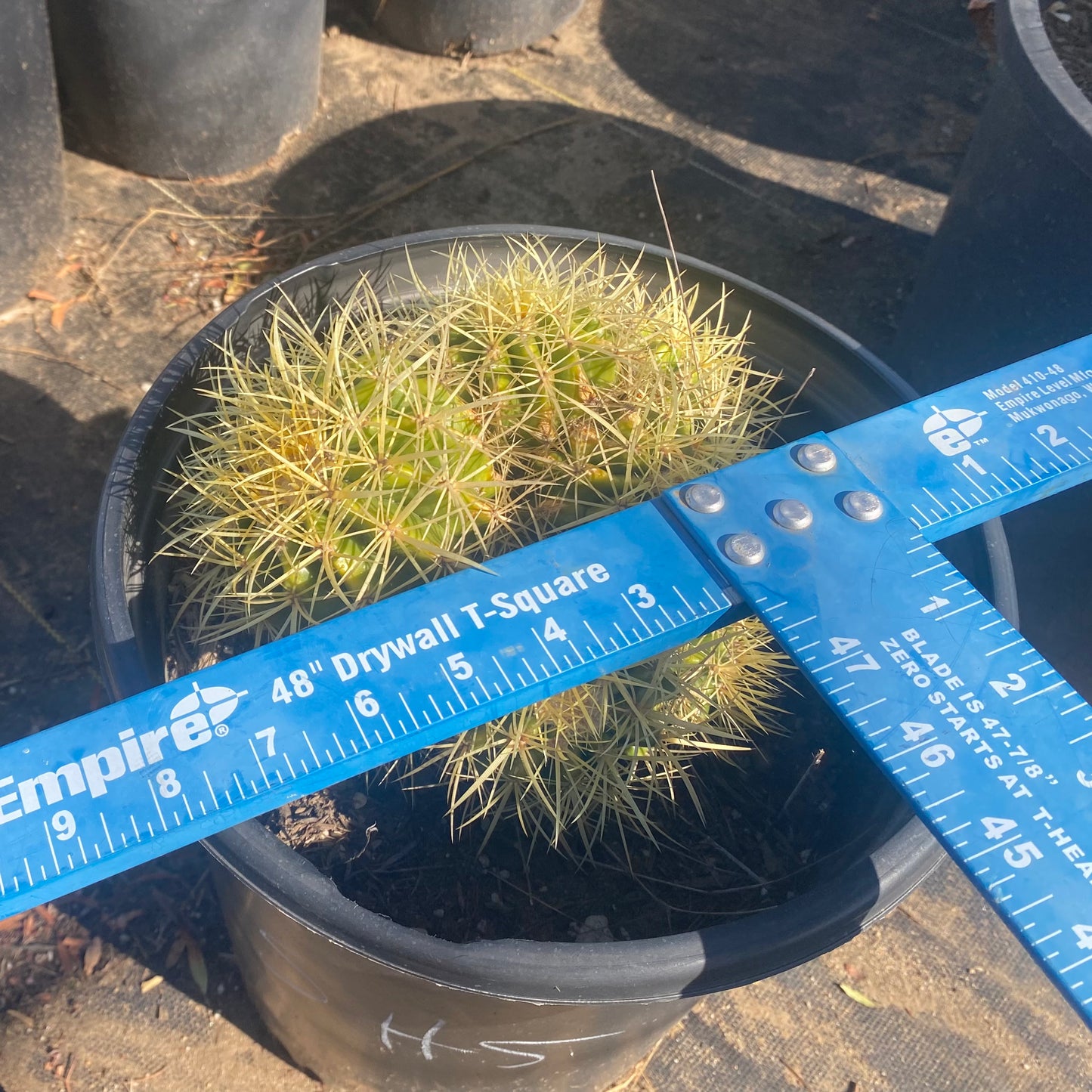 Golden Barrel Cactus Cluster SH5