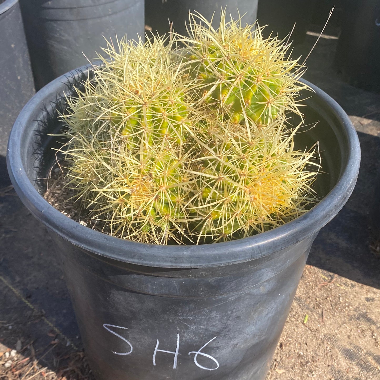 Golden Barrel Cactus Cluster SH6