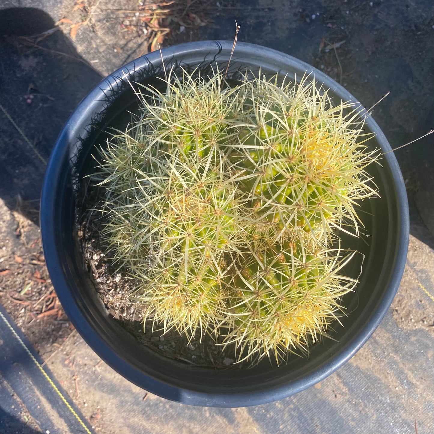 Golden Barrel Cactus Cluster SH6