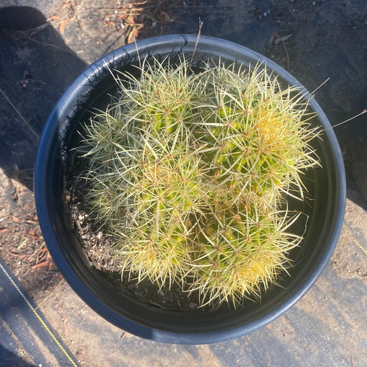 Golden Barrel Cactus Cluster SH6