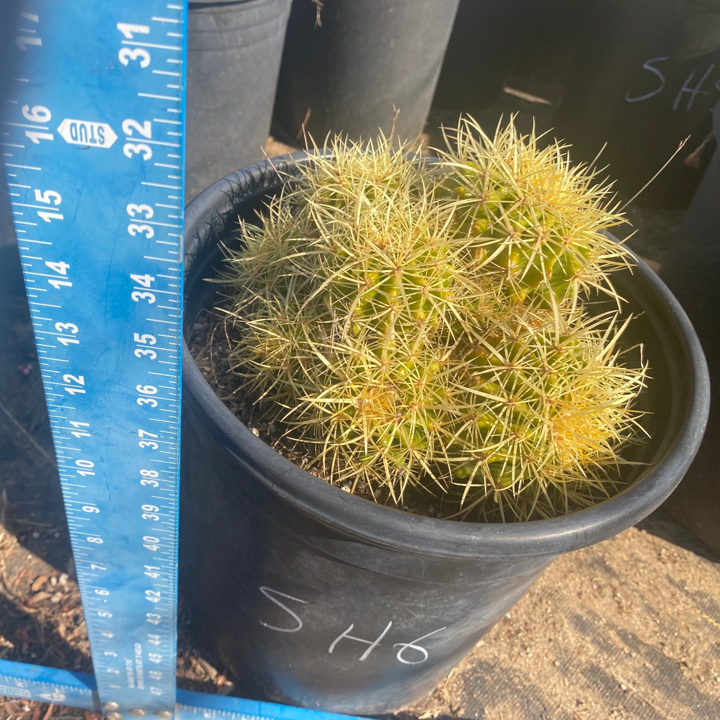 Golden Barrel Cactus Cluster SH6