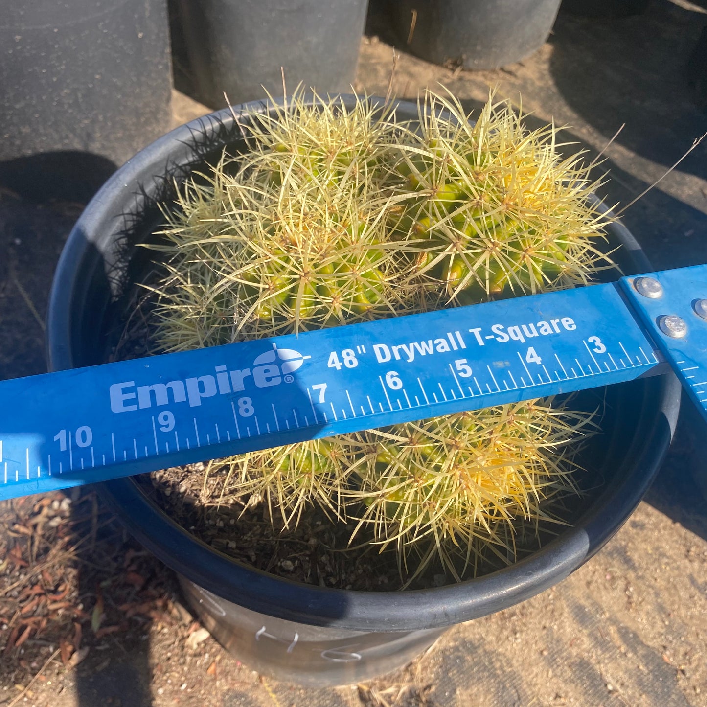 Golden Barrel Cactus Cluster SH6