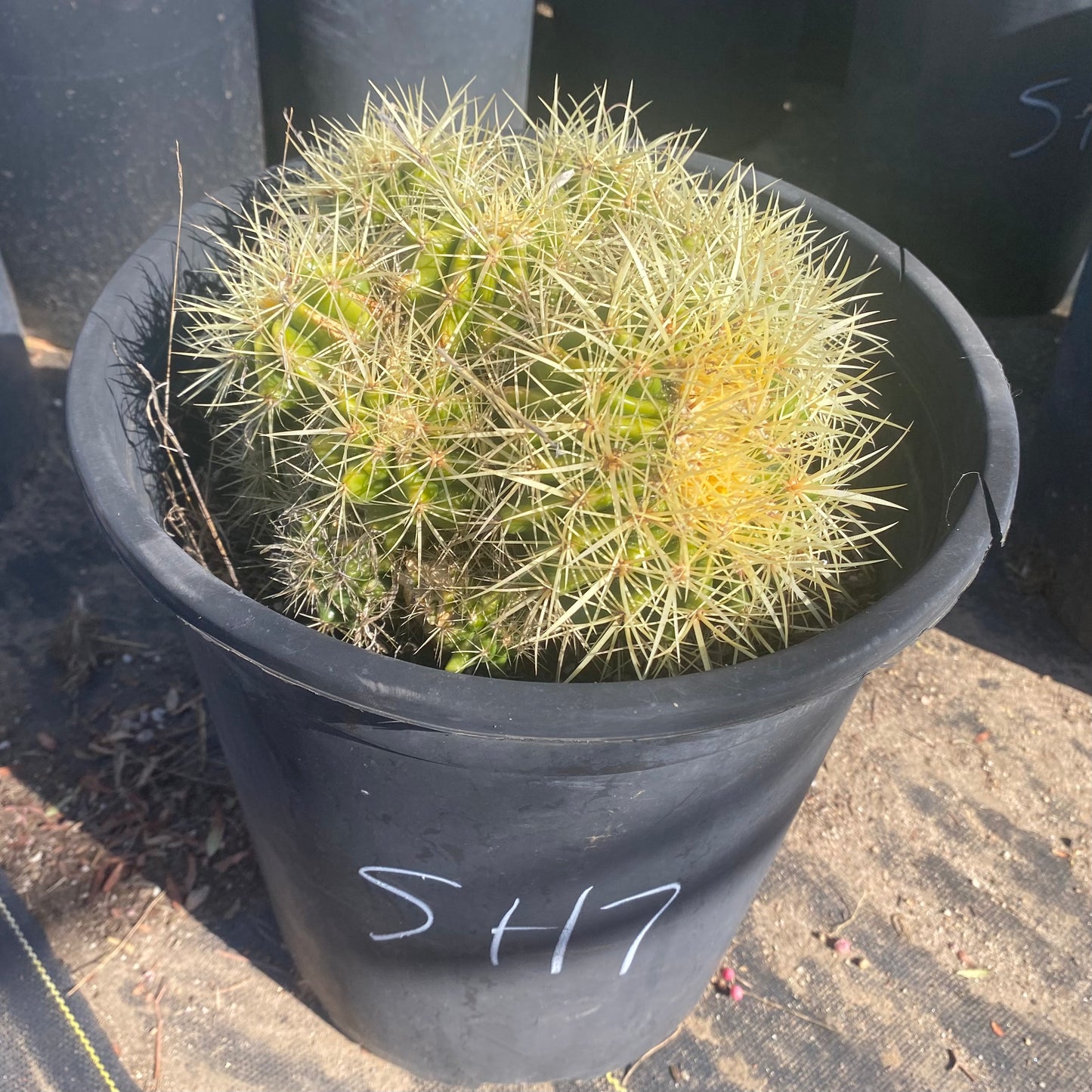 Golden Barrel Cactus Cluster SH7