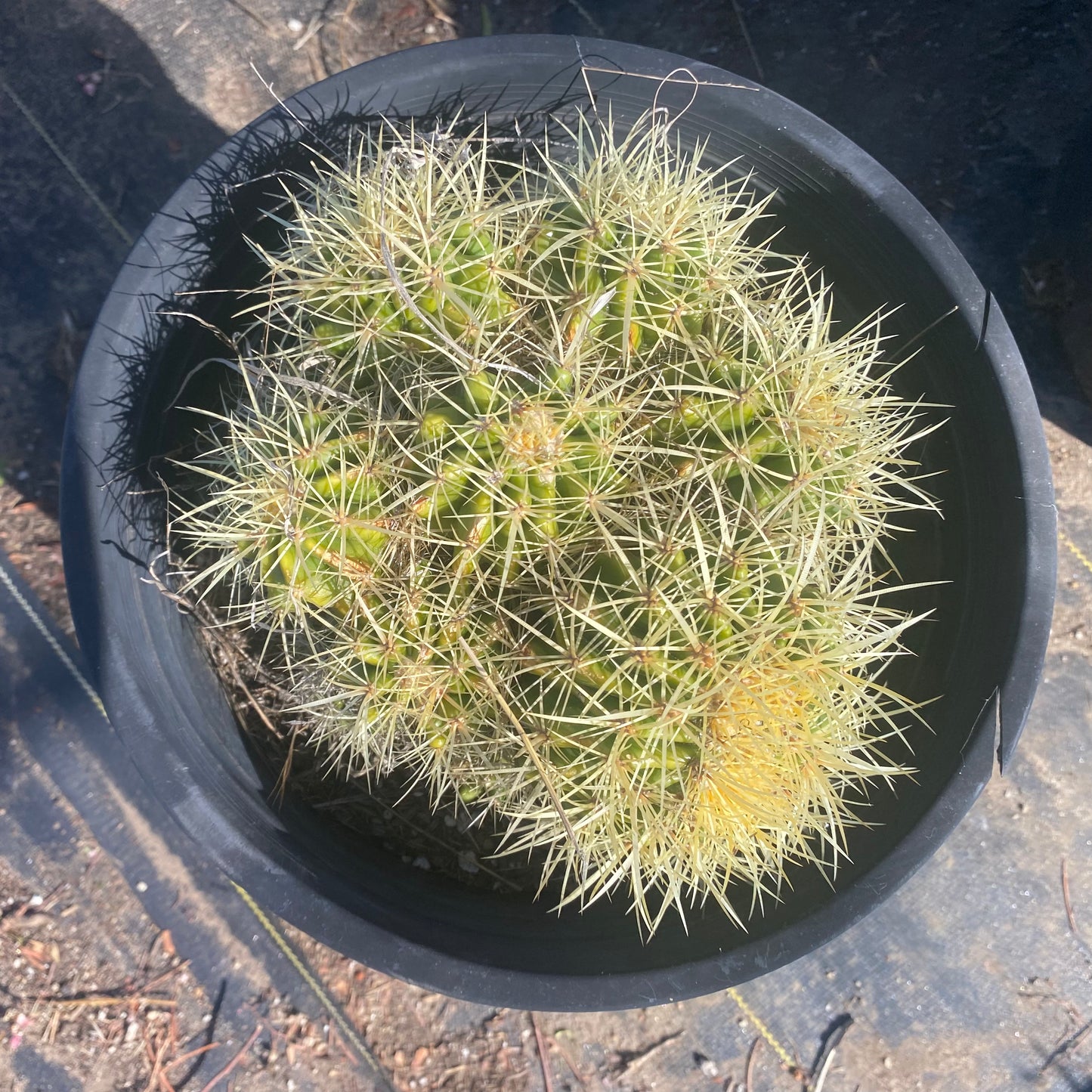 Golden Barrel Cactus Cluster SH7