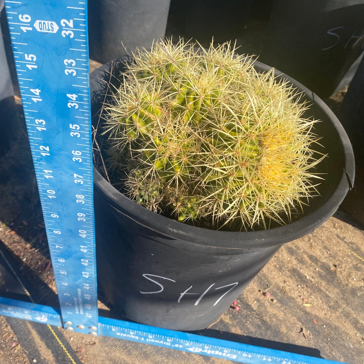 Golden Barrel Cactus Cluster SH7