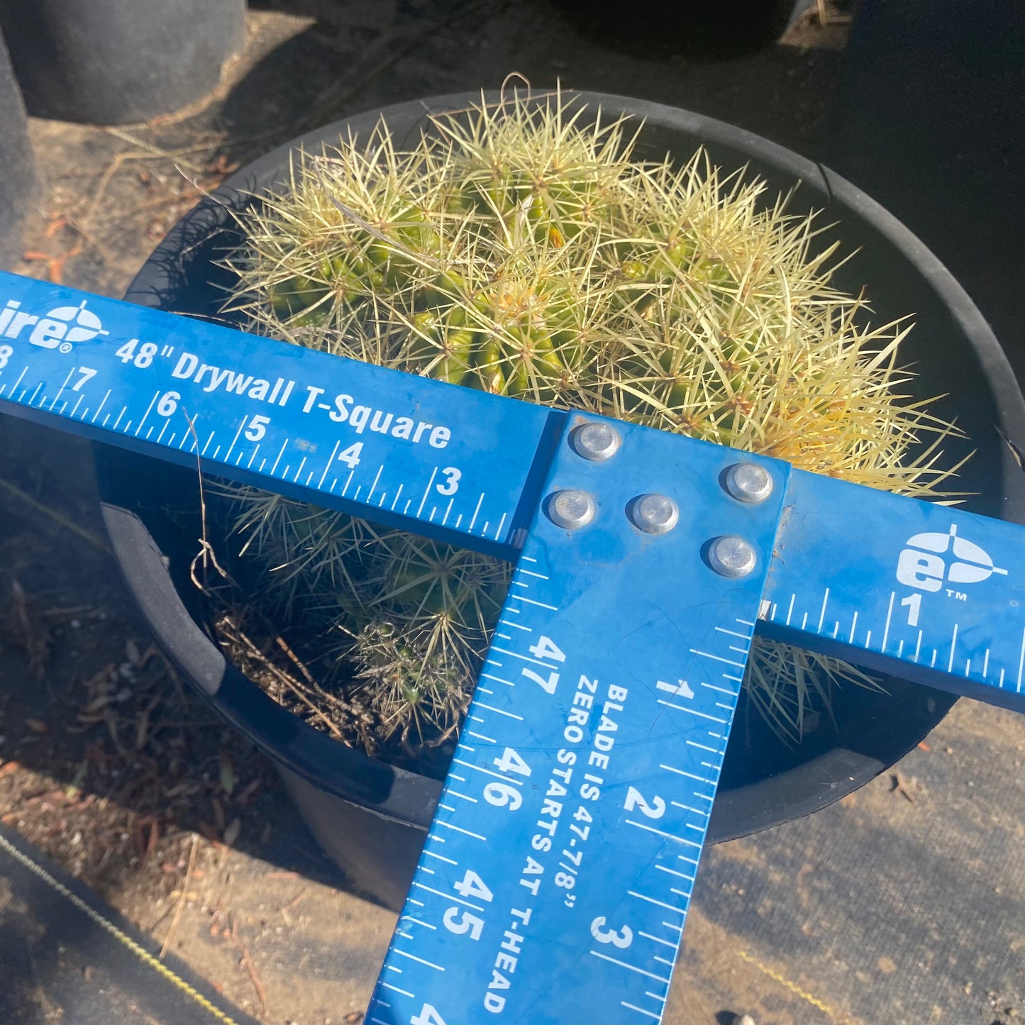 Golden Barrel Cactus Cluster SH7