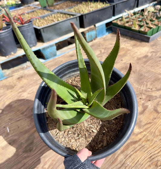 Aloe Wickensii  EL2