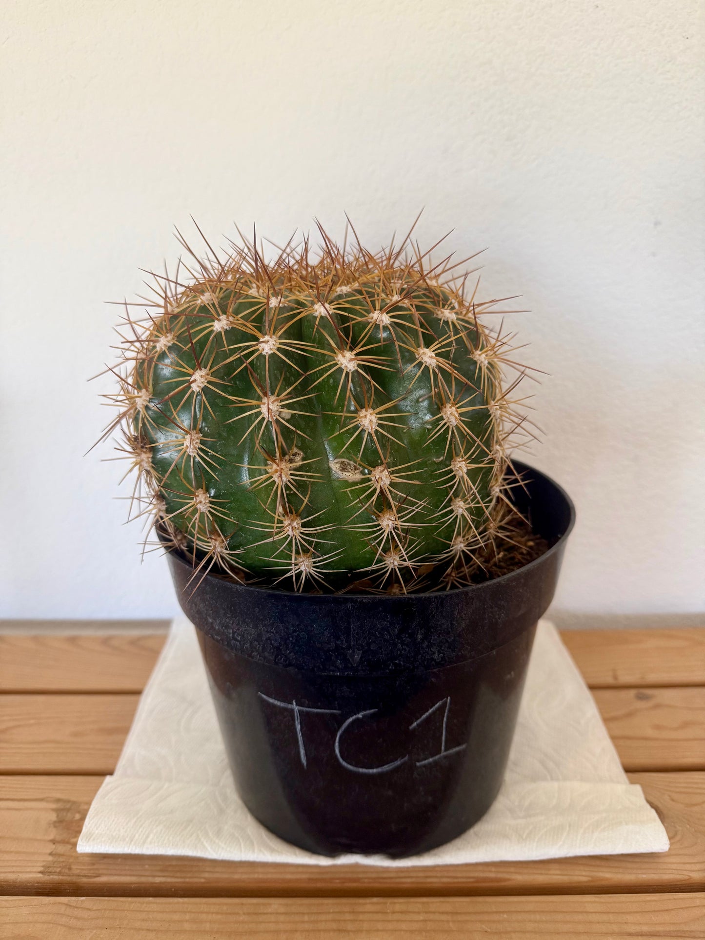 Trichocereus 'Copper Barrel' TC1 | Trichocereus Hyb. Cactus