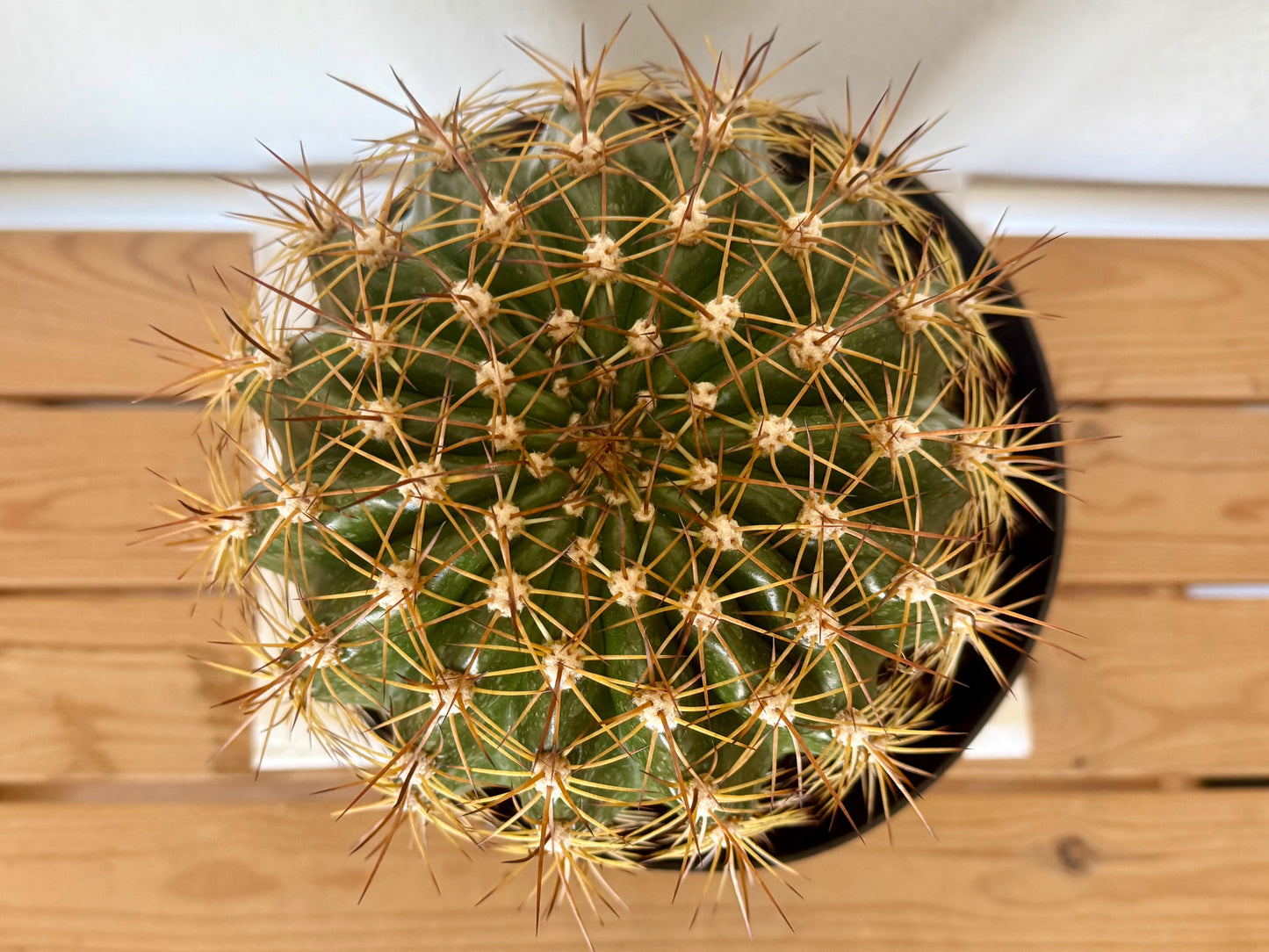 Trichocereus 'Copper Barrel' TC1 | Trichocereus Hyb. Cactus