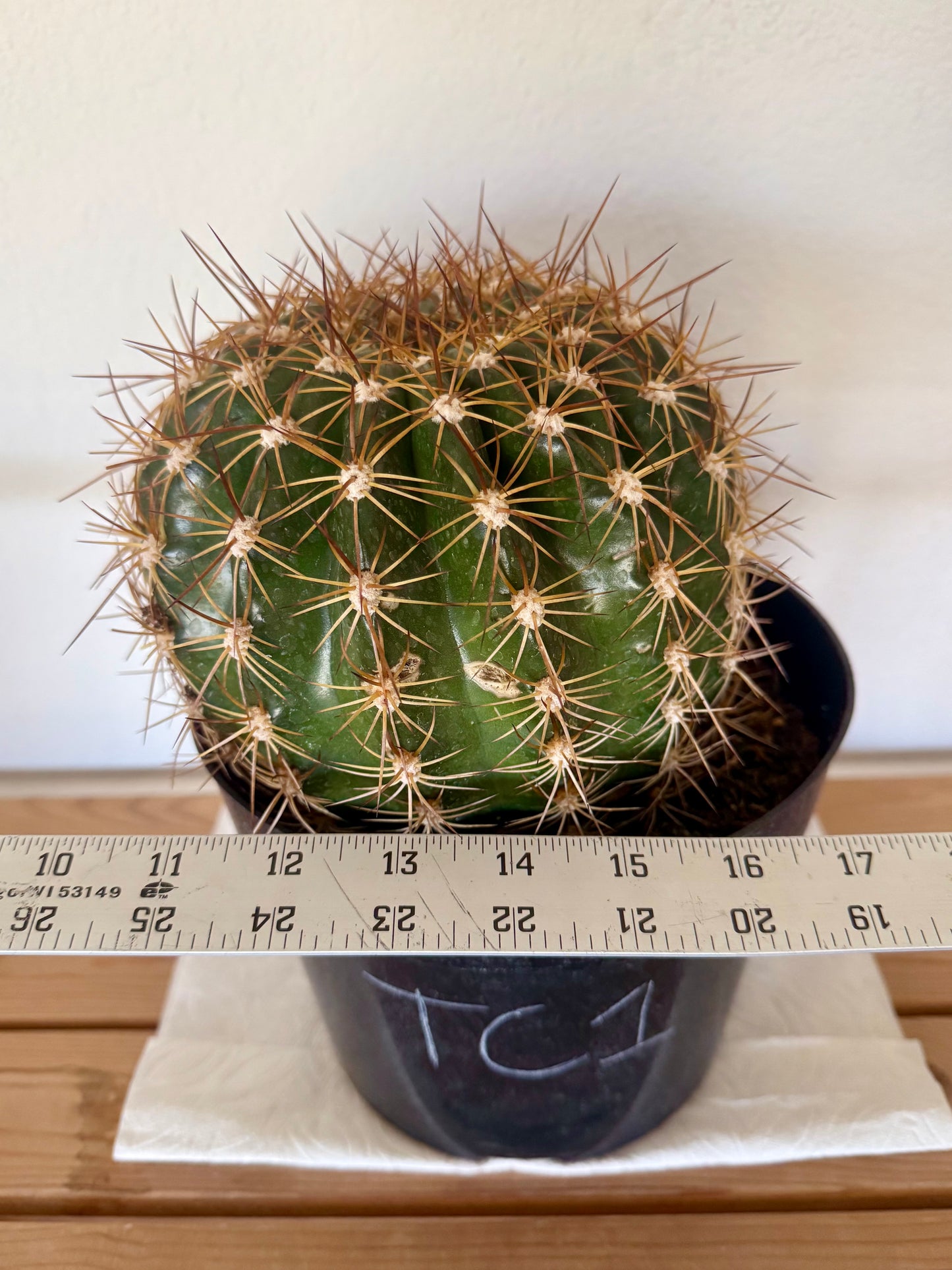 Trichocereus 'Copper Barrel' TC1 | Trichocereus Hyb. Cactus