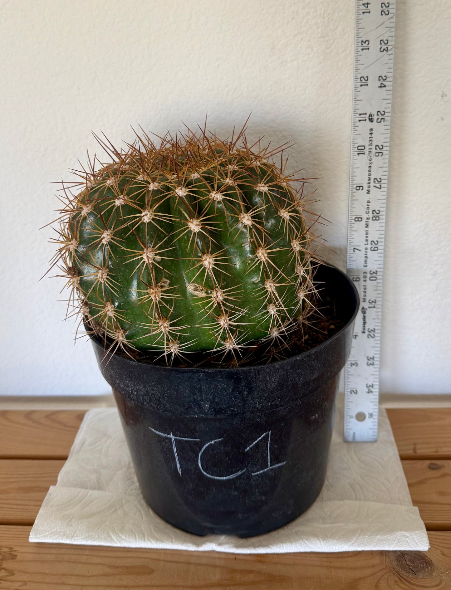 Trichocereus 'Copper Barrel' TC1 | Trichocereus Hyb. Cactus