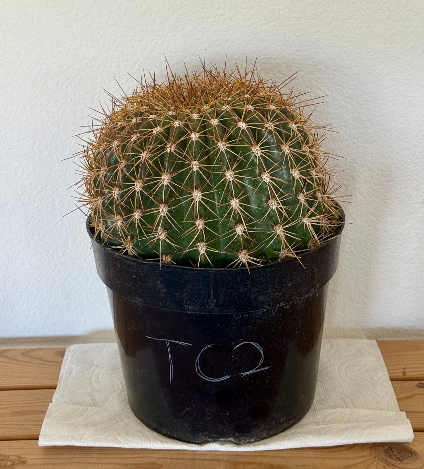 Trichocereus 'Copper Barrel' TC2 | Trichocereus Hyb. Cactus