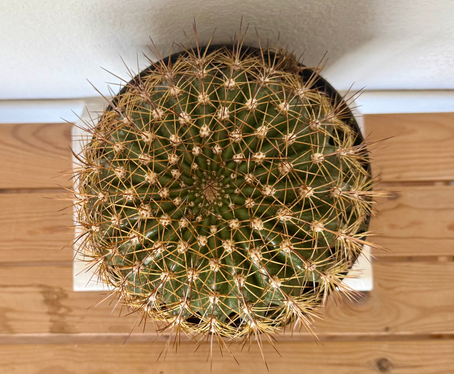 Trichocereus 'Copper Barrel' TC2 | Trichocereus Hyb. Cactus