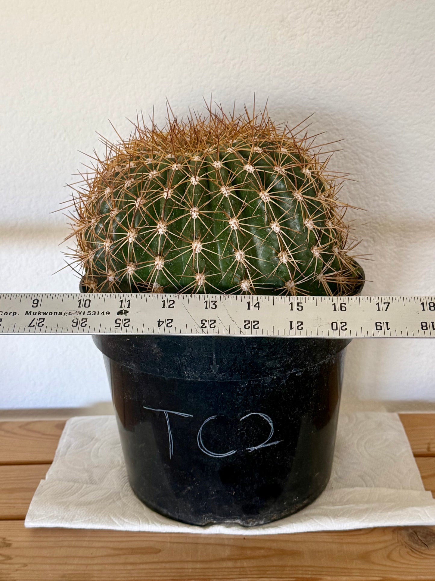 Trichocereus 'Copper Barrel' TC2 | Trichocereus Hyb. Cactus