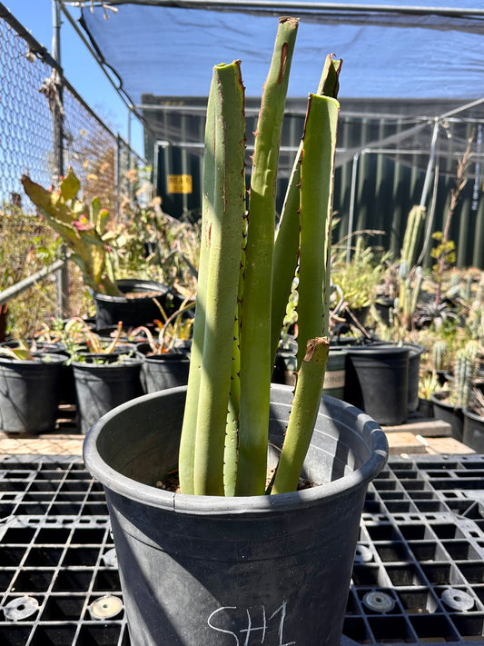 Furcraea macdougalii SH1