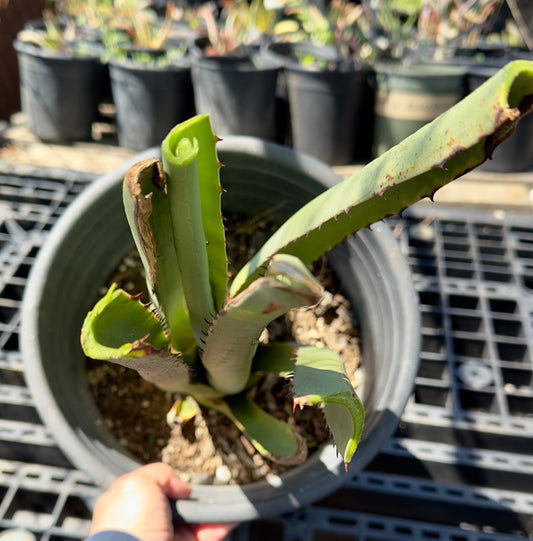 Furcraea macdougalii SH1