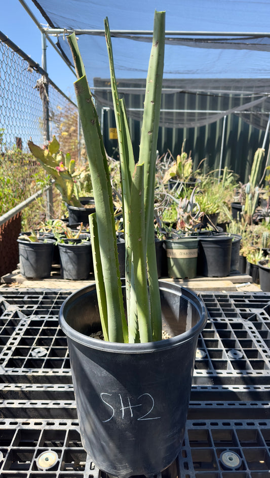 Furcraea macdougalii SH2