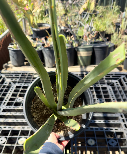Furcraea macdougalii SH2