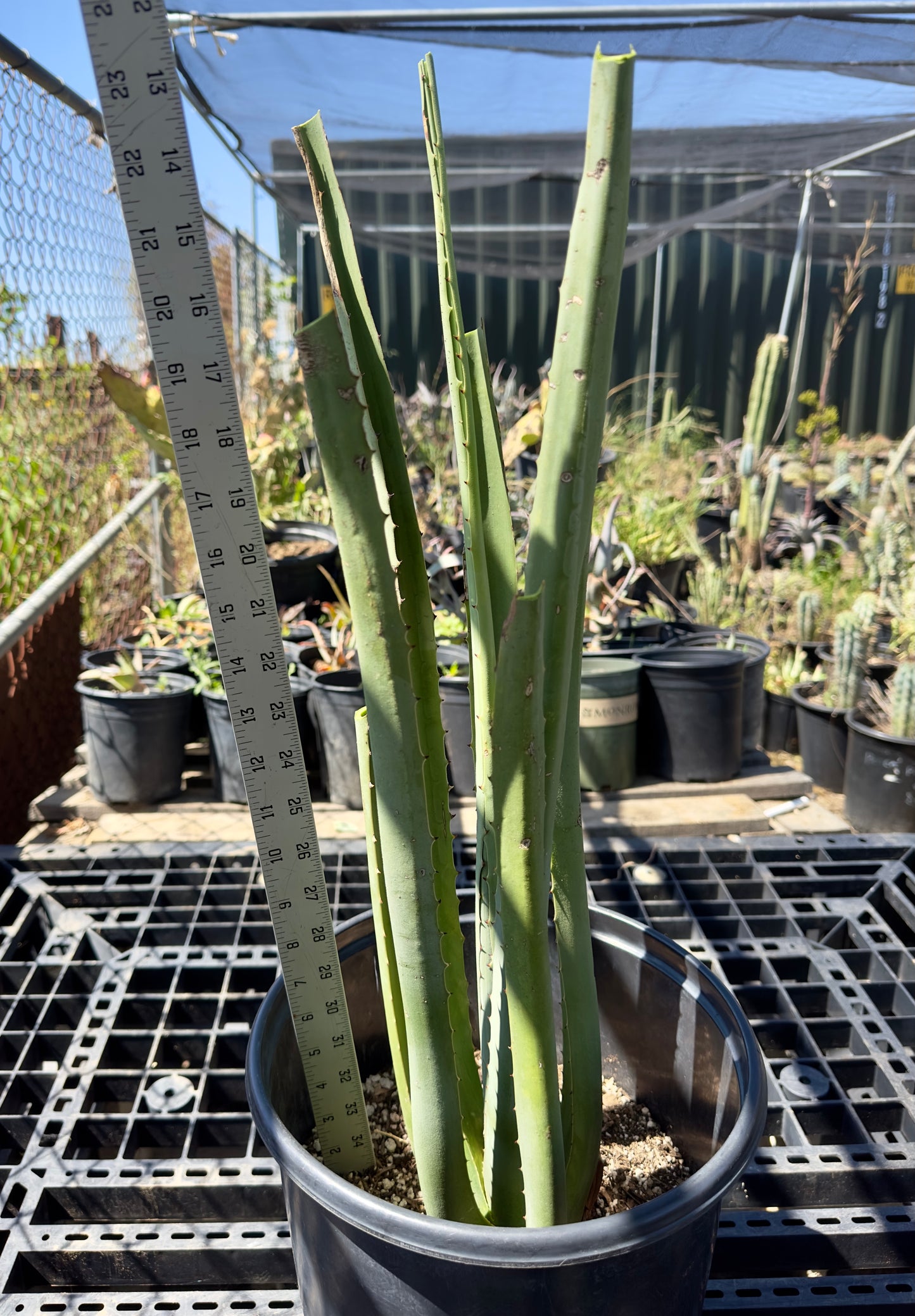 Furcraea macdougalii SH2