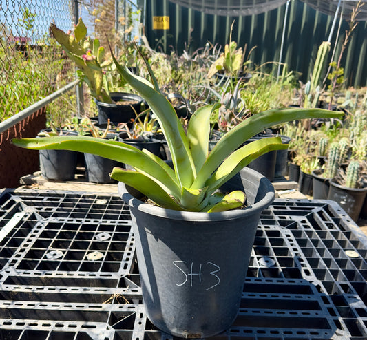 Octopus Agave - Agave vilmoriniana SH3