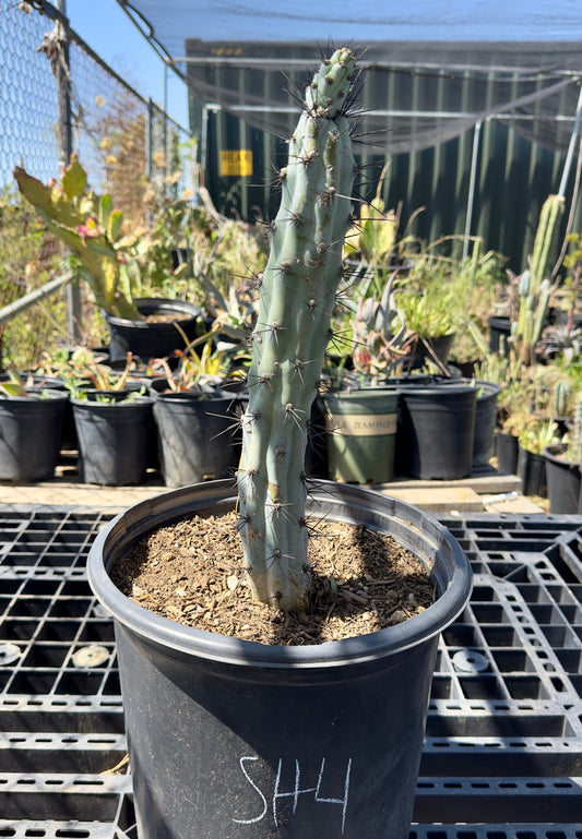 Cereus aeothiops SH4
