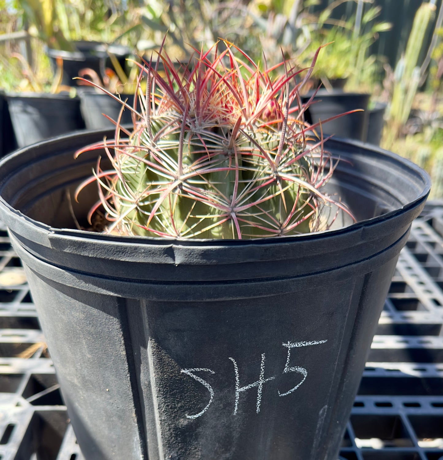 Ferocactus pilosus - Mexican Fire Barrel Cactus SH5