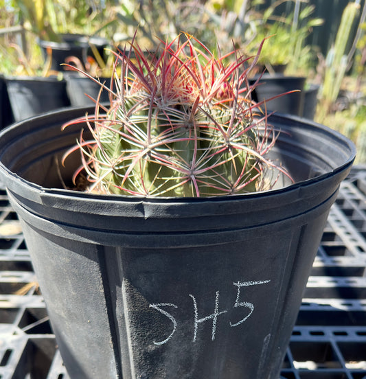 Ferocactus pilosus - Mexican Fire Barrel Cactus SH5