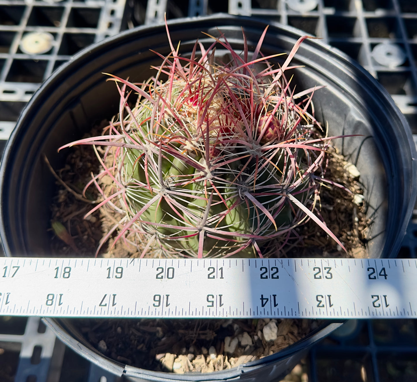Ferocactus pilosus - Mexican Fire Barrel Cactus SH5
