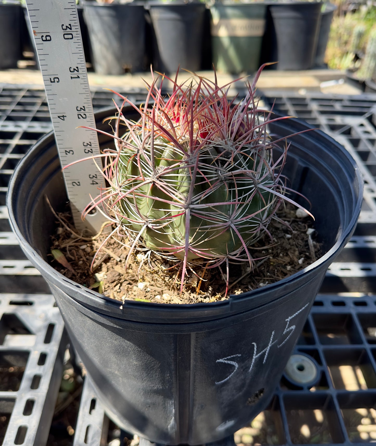 Ferocactus pilosus - Mexican Fire Barrel Cactus SH5