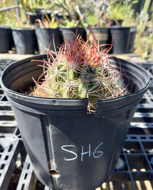 Ferocactus pilosus - Mexican Fire Barrel Cactus SH6
