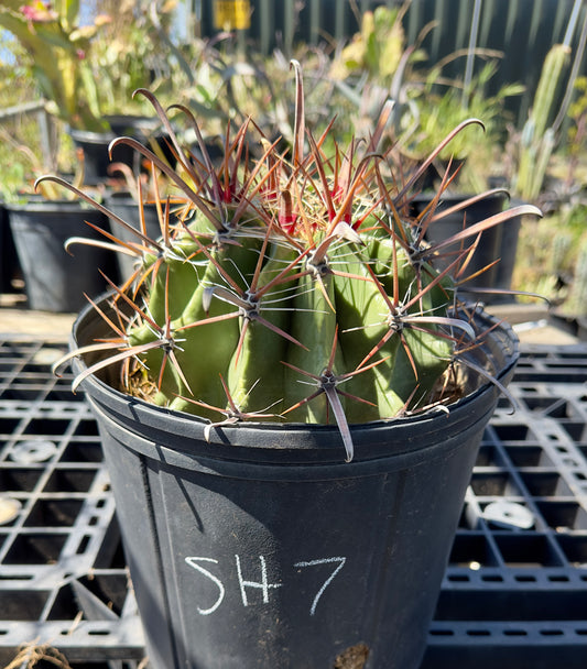 Ferocactus herrerae - Twisted Barrel Cactus SH7