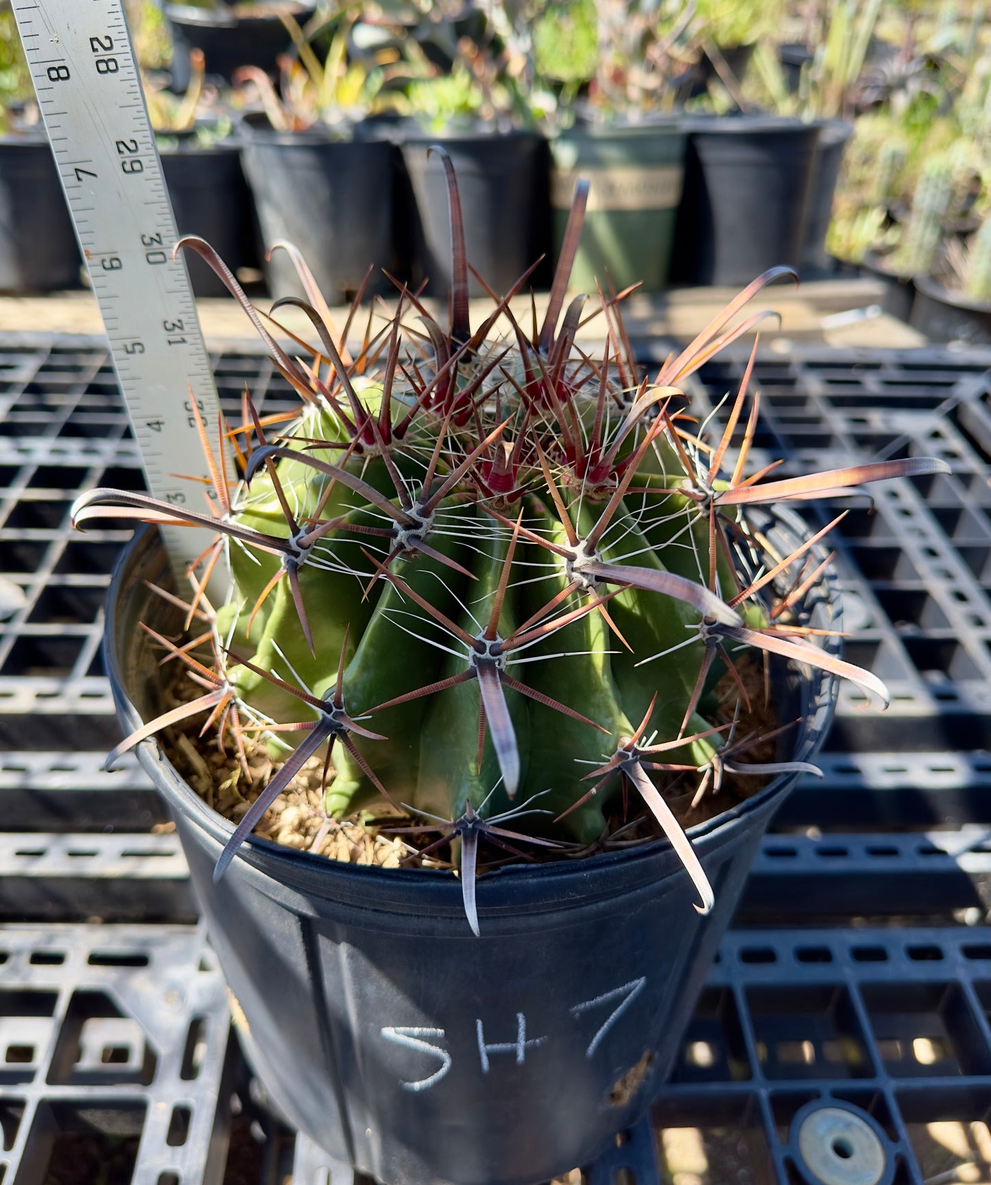 Ferocactus herrerae - Twisted Barrel Cactus SH7