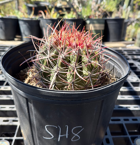 Ferocactus pilosus - Mexican Fire Barrel Cactus SH8