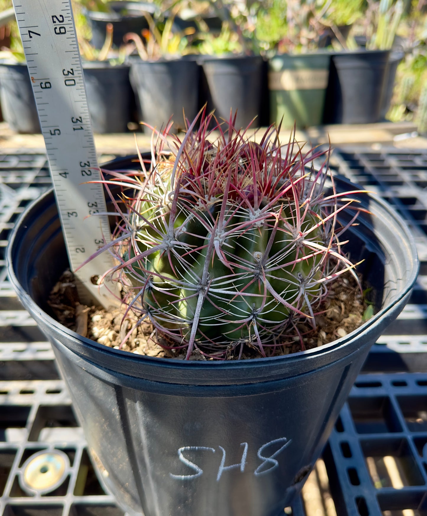 Ferocactus pilosus - Mexican Fire Barrel Cactus SH8