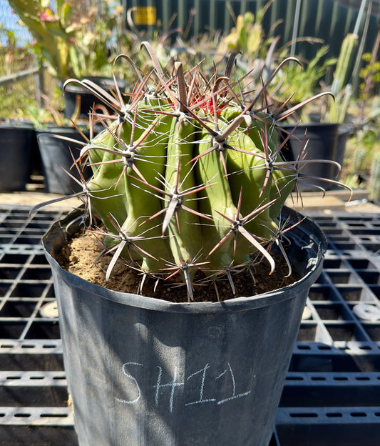 Ferocactus herrerae - Twisted Barrel Cactus SH11