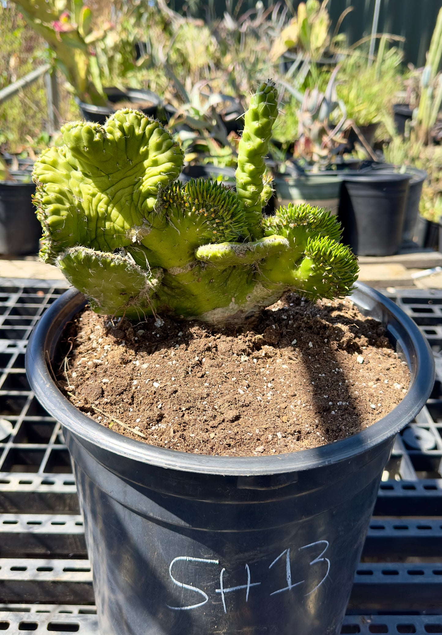 Austrocylindropuntia subulata f. cristata  - Crested Eve's Needle Cactus SH13