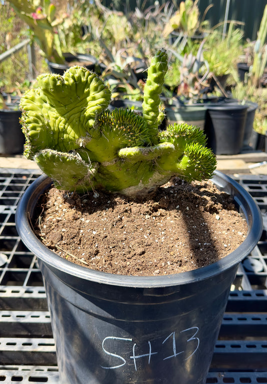 Austrocylindropuntia subulata f. cristata  - Crested Eve's Needle Cactus SH13